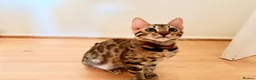 Bengal cats for sale: TICA registered Glitter Bengals  - Advert 4