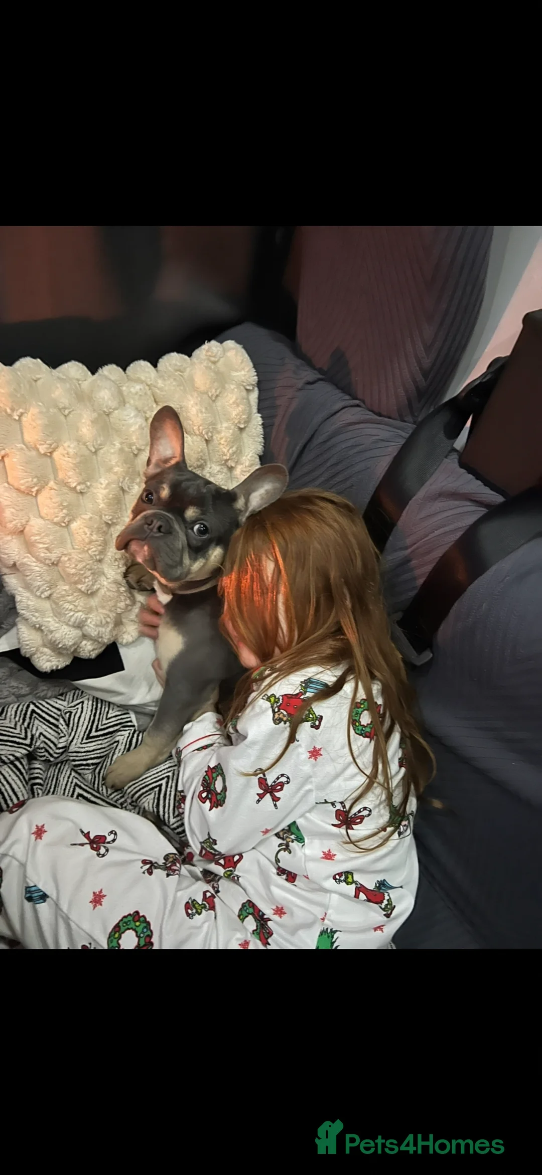 French Bulldog dogs for sale: French bulldog  - Advert 1