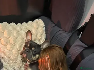 French Bulldog dogs French bulldog - Advert 1