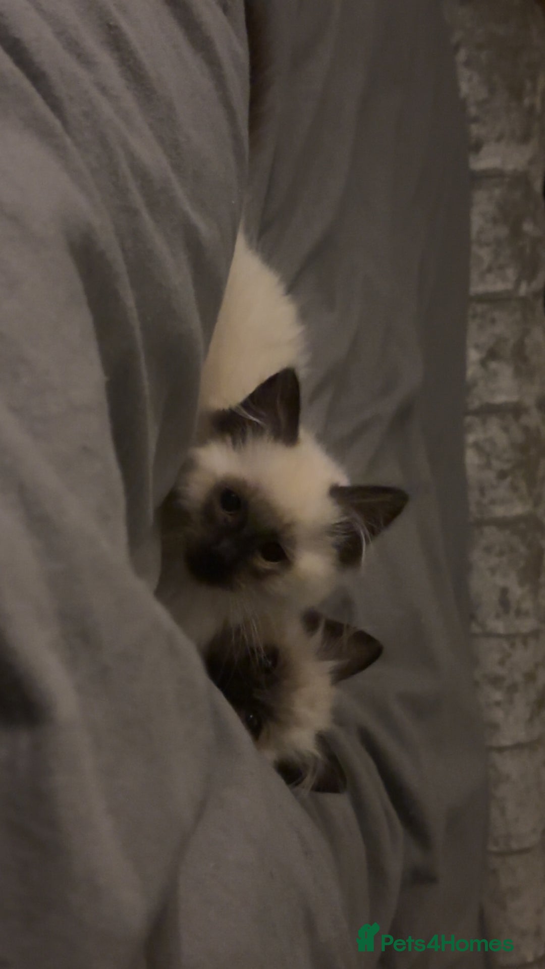 Ragdoll cats for sale: EXQUISITE RAGDOLL BABIES - Advert 2