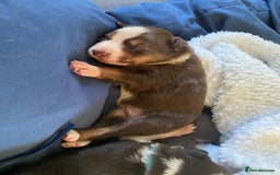Border Collie dogs for sale: BorderCollie Pups: unique chocolate tri rough coat - Advert 15