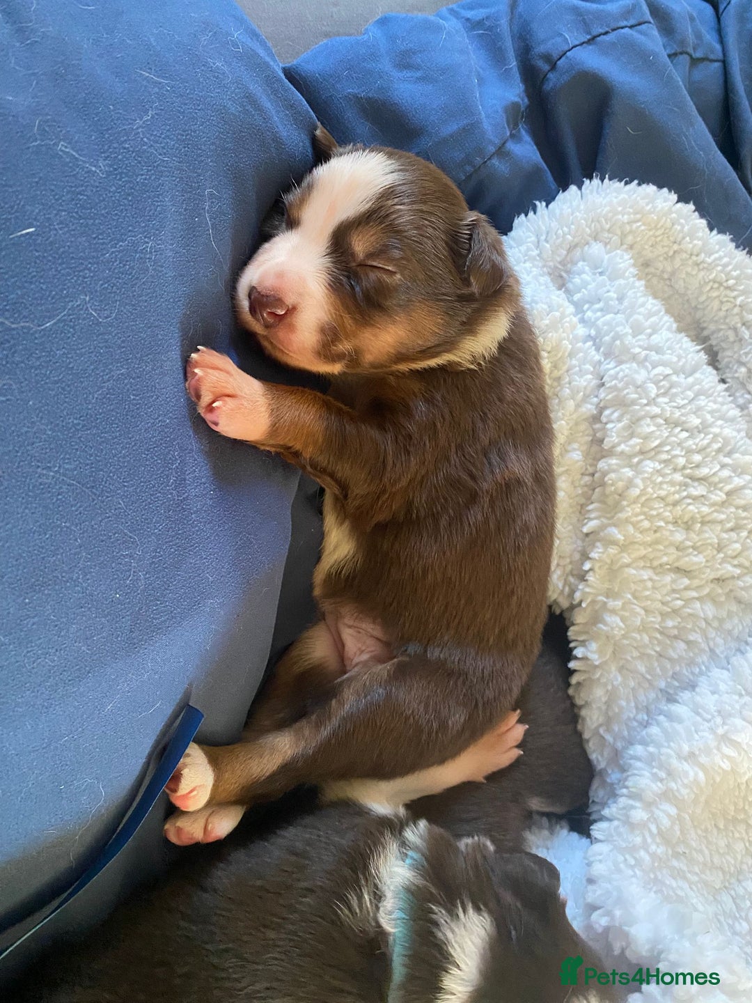 Border Collie dogs for sale: BorderCollie Pups: unique chocolate tri rough coat - Advert 15