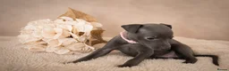 Whippet dogs for sale: KC registered Laguna lines Whippet Puppies  - Advert 26