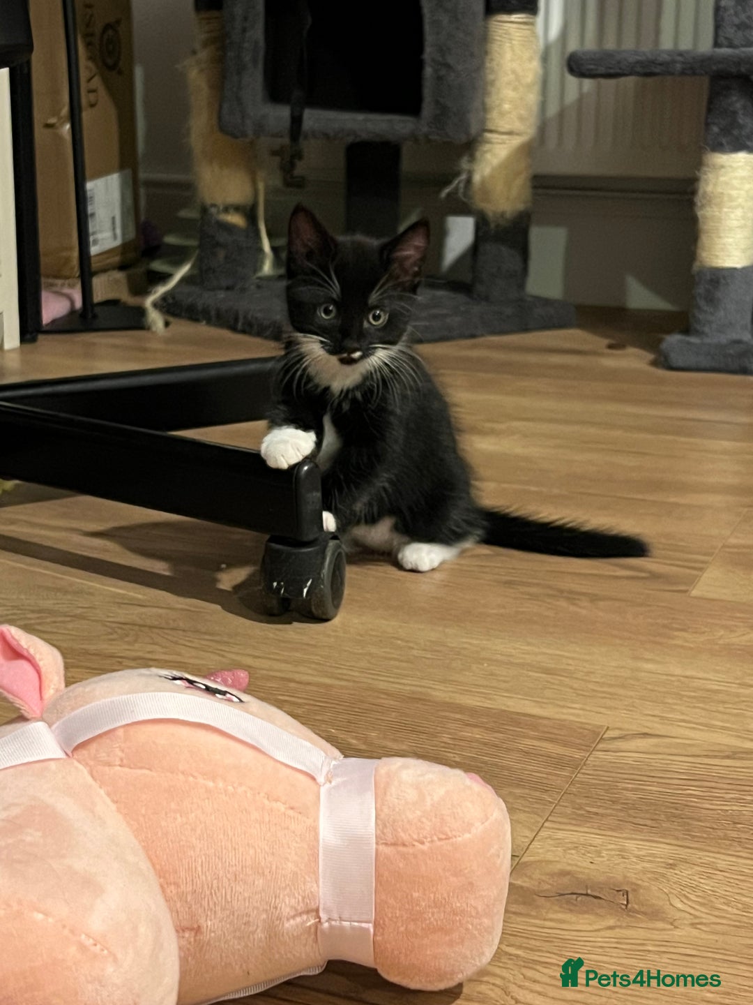 Mixed Breed cats for sale: Two beautiful boys - Image 6
