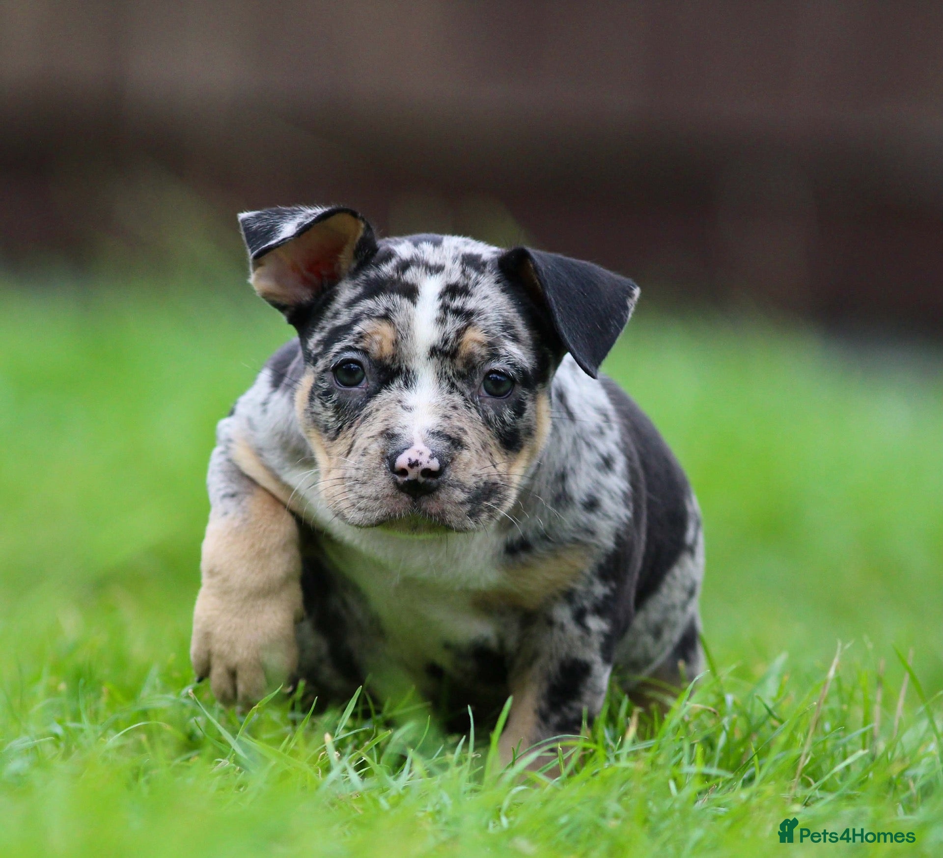 American Bully dogs 9 beautiful ABKC pocket bullies - Advert 7