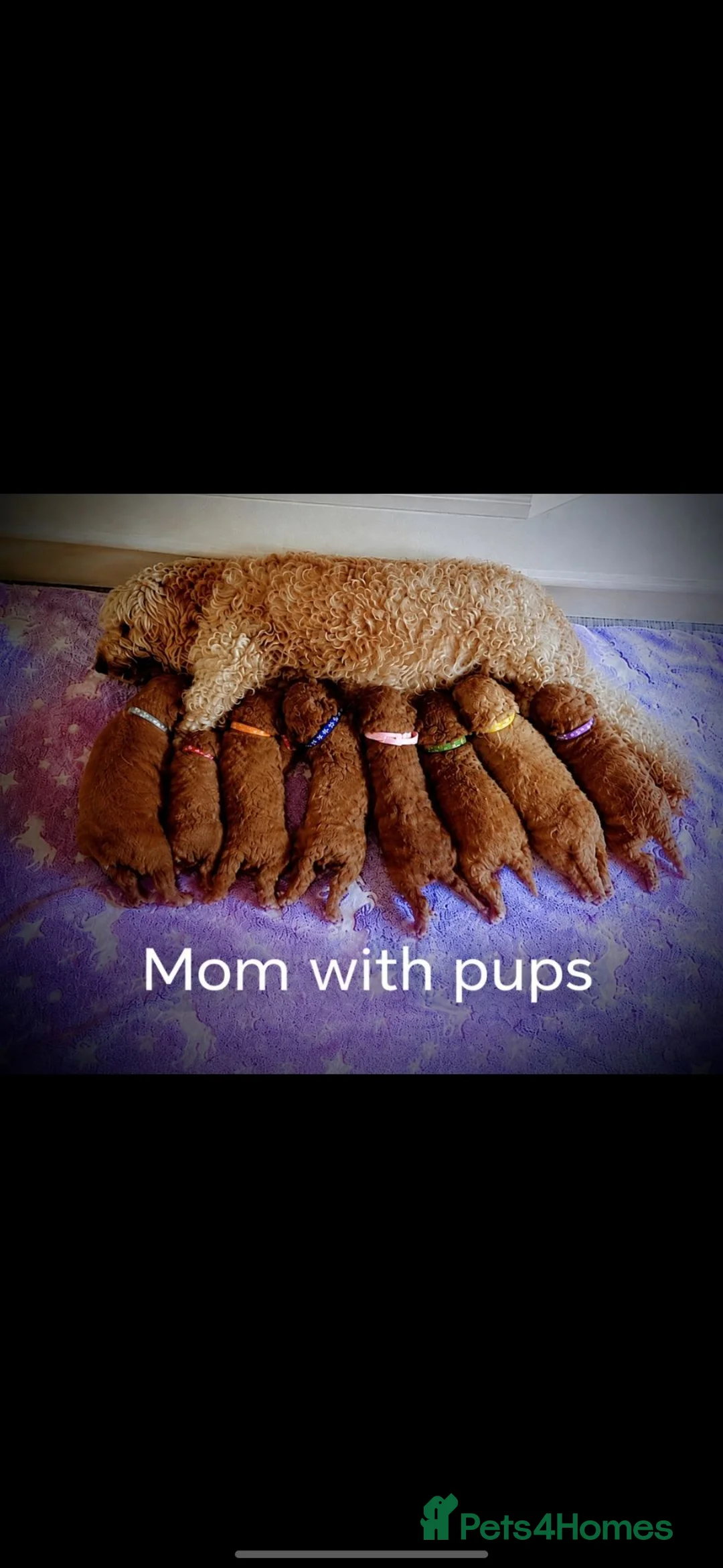 Cockapoo dogs for sale: 8 Beautiful Cockapoo Puppies  4 Boys & 4 Girls - Advert 2