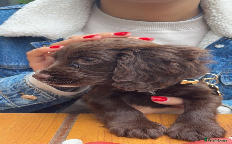 Cocker Spaniel dogs - Advert 1