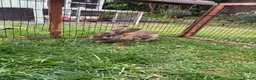 Mixed Breed rabbits for sale: Male rabbit  - Advert 1