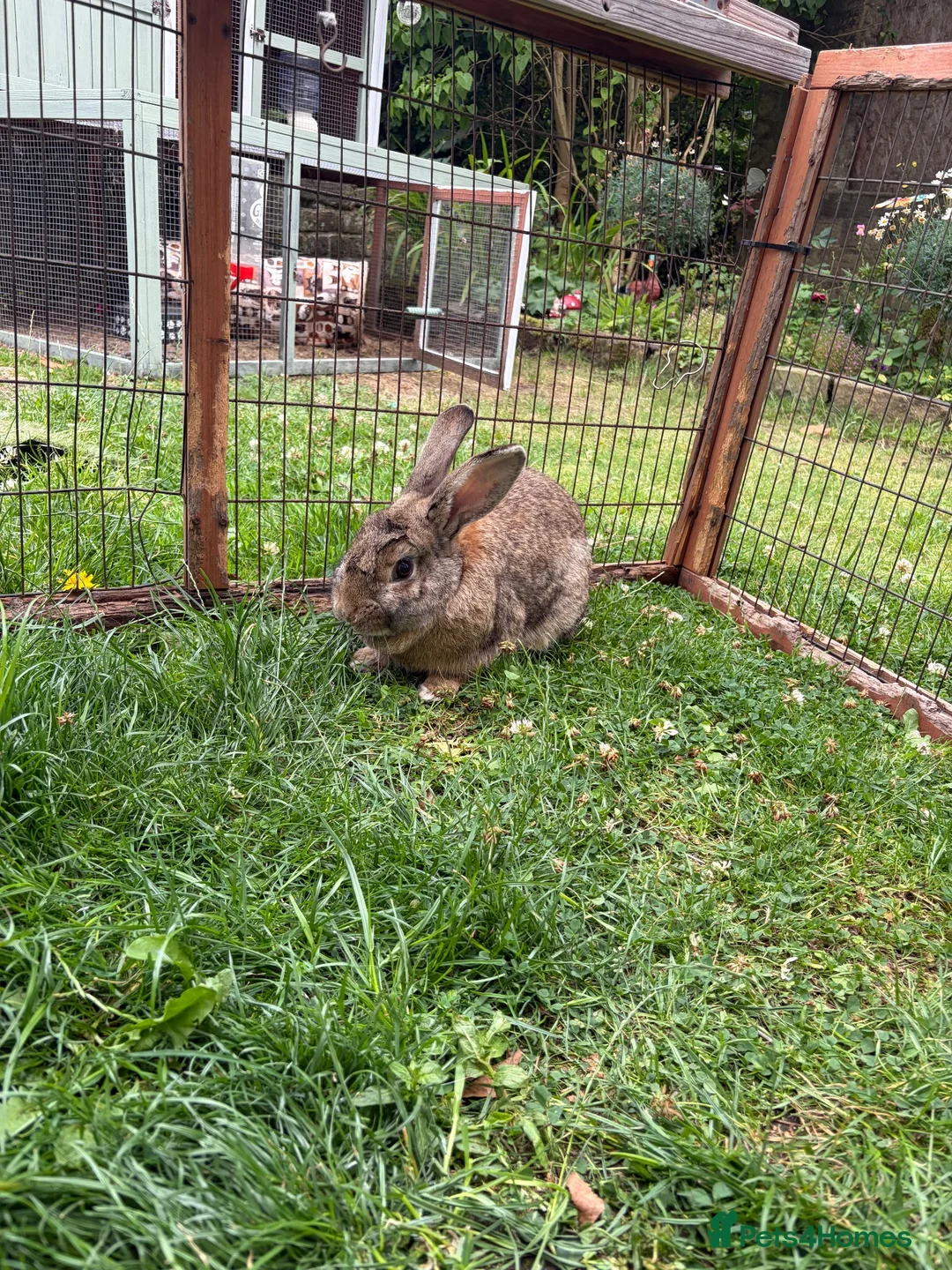 Mixed Breed rabbits for sale: Male rabbit  - Advert 1