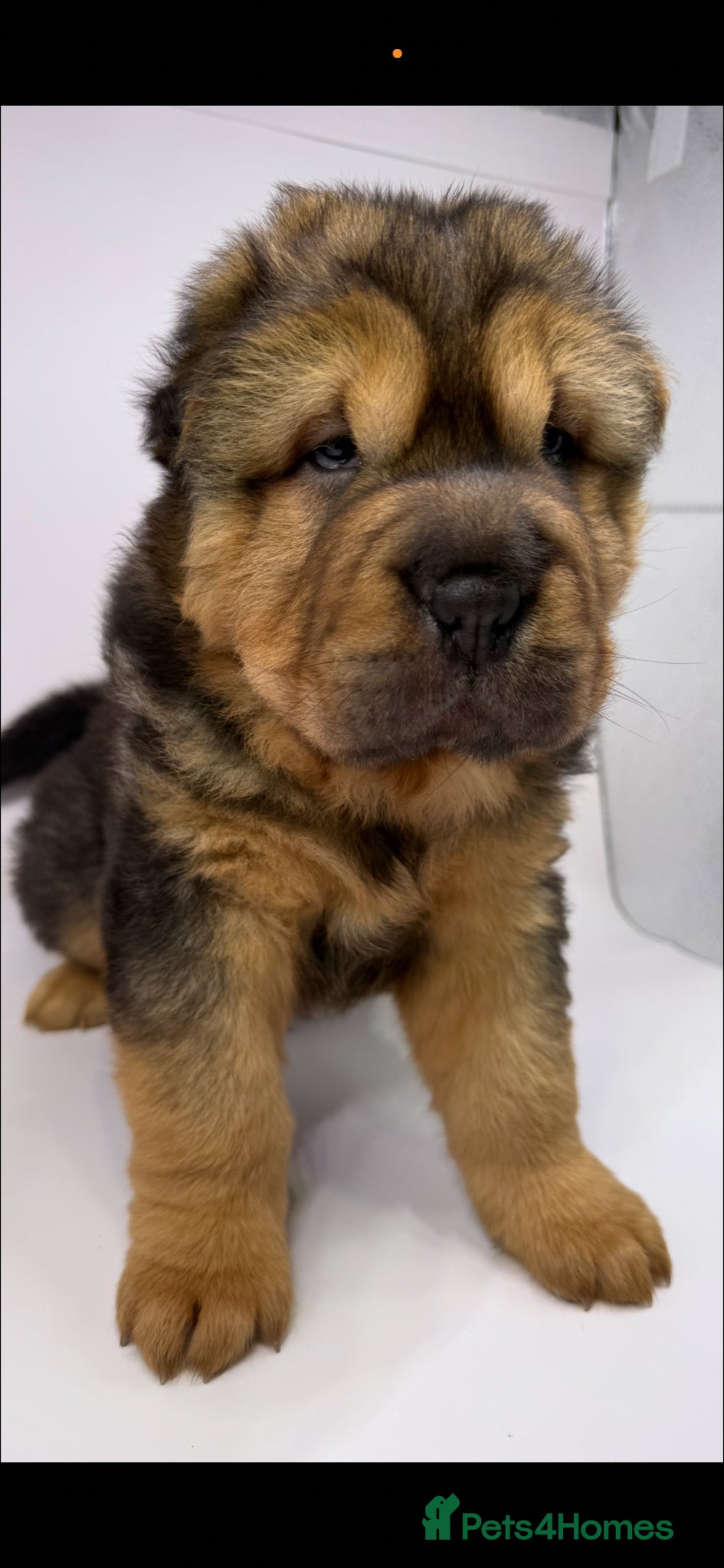 Shar Pei dogs for sale: Bear Coat Shar Pei KC Registered  - Advert 4