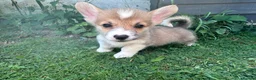 Welsh Corgi Pembroke dogs for sale: REDUCED — Fully Vaccinated Pembroke Welsh Corgi   - Advert 11
