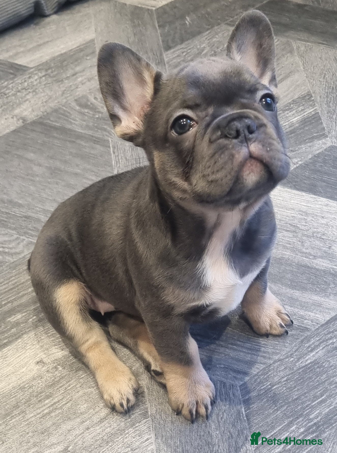 French Bulldog dogs  Open to offers Beautiful French Bulldog  - Advert 11