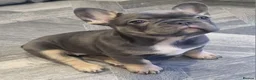French Bulldog dogs for sale:  Open to offers Beautiful French Bulldog  - Advert 1