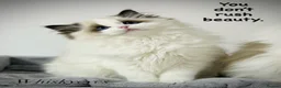 Ragdoll cats for sale: Stunning Seal Point Bicolour Ragdoll  - Advert 3