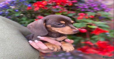 Miniature Dachshund dogs - Advert 4