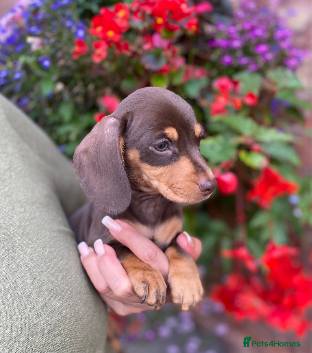Miniature Dachshund dogs for sale: KC, PRAclear, licensed, health certificates  - Image 2