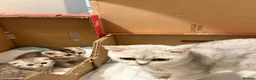 Scottish Fold cats for sale: Beautiful Scottish Fold Kittens — for Loving Homes - Advert 4