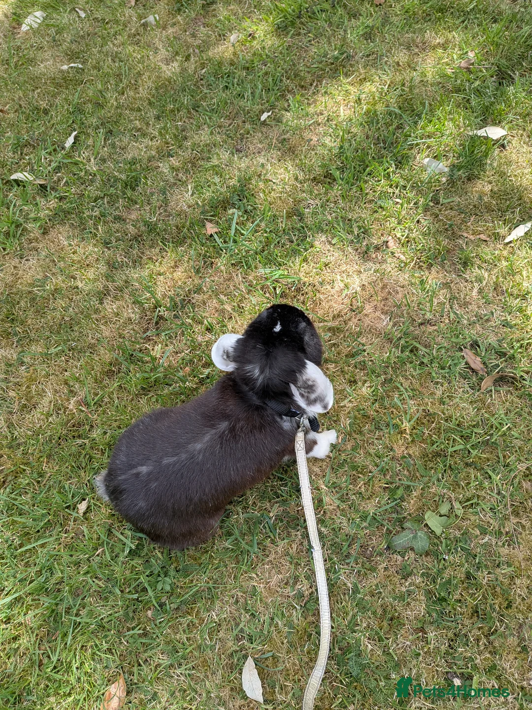 English Lop rabbits for sale: Adorable young male English lop in Towcester - Advert 2