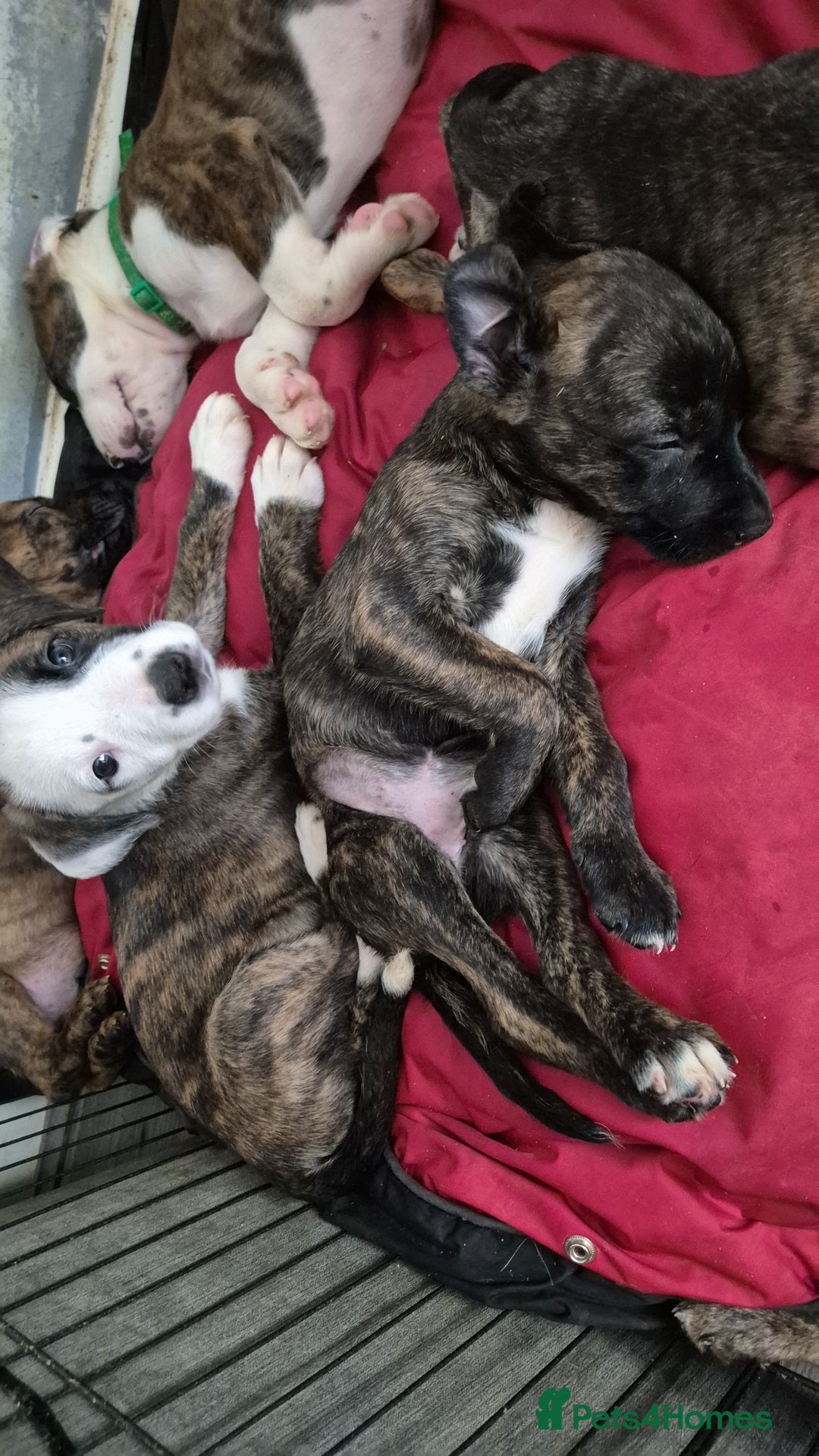 Mixed Breed dogs for sale: 8 beautiful presa canario x huntaway puppies  - Image 1