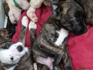 Mixed Breed dogs - Advert 4