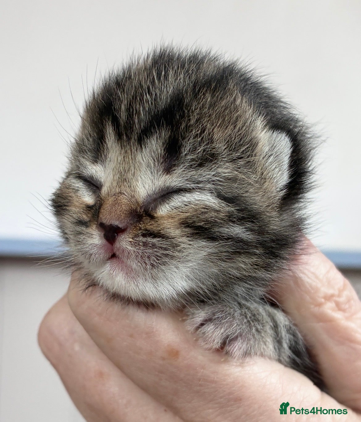 British Shorthair cats Tiny Tabby Boy - Advert 1