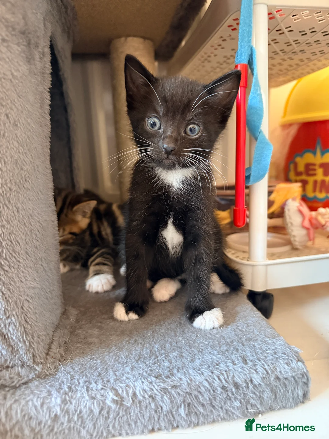 Mixed Breed cats for sale: Gorgeous litter of 6 kittens - Advert 2