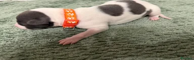 Whippet 1