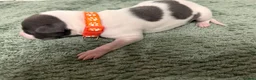 Whippet dogs for sale: litter of 8 pups 5x boys 3x bitches  - Advert 30