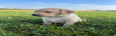 Labrador Retriever 1