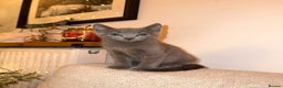 Russian Blue cats for sale: Gorgeous Championship Russian blue kittens  - Advert 10