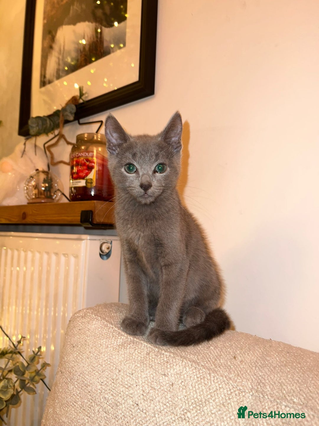Russian Blue cats for sale: Gorgeous Championship Russian blue kittens  - Advert 10