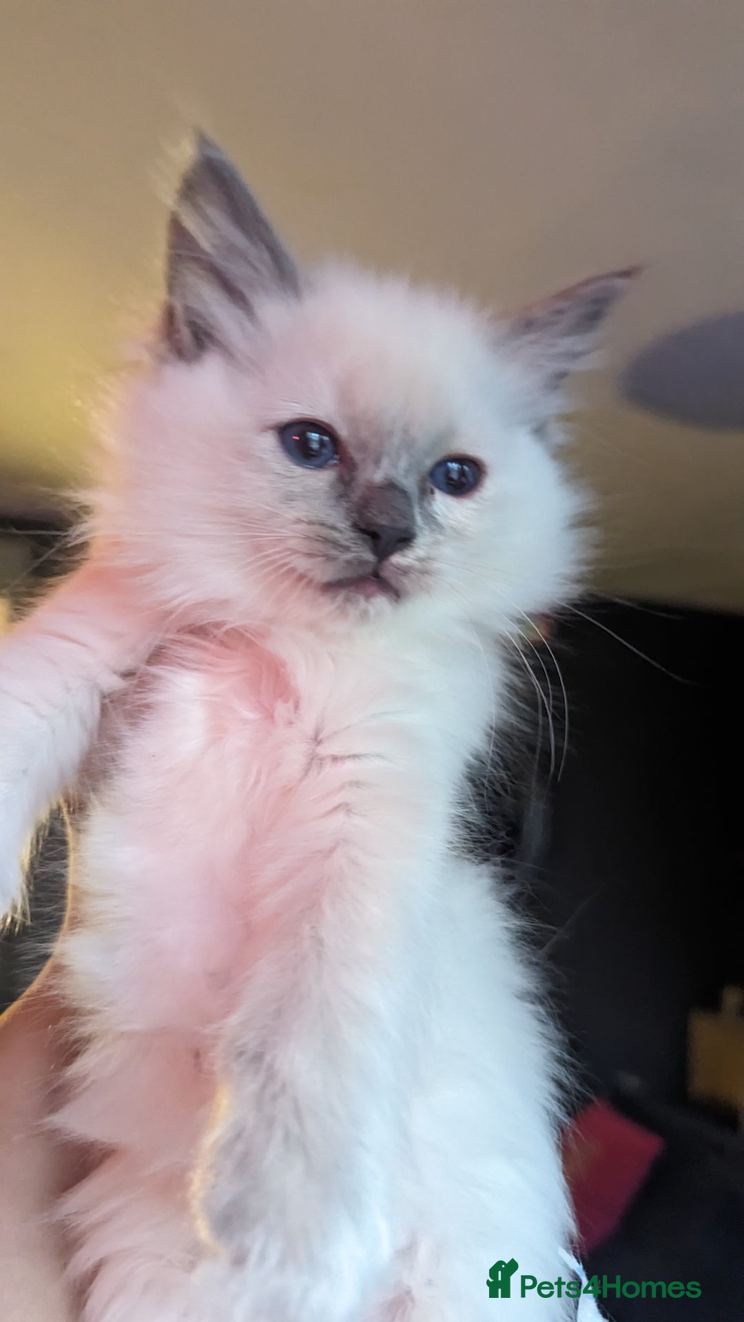 Ragdoll cats for sale: Beautiful ragdolls looking for their new families - Advert 8