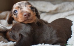 Miniature Dachshund dogs for sale: miniature dachshund puppies ready to reserve 🤍 - Image 16