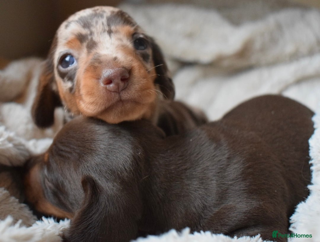 Miniature Dachshund dogs for sale: miniature dachshund puppies ready to reserve 🤍 - Image 16