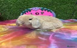 Mini Lop rabbits for sale: 🍂 Last brown sable lop boy  - Image 1