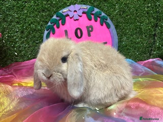 Mini Lop rabbits 🍂 Last brown sable lop boy - Advert 11