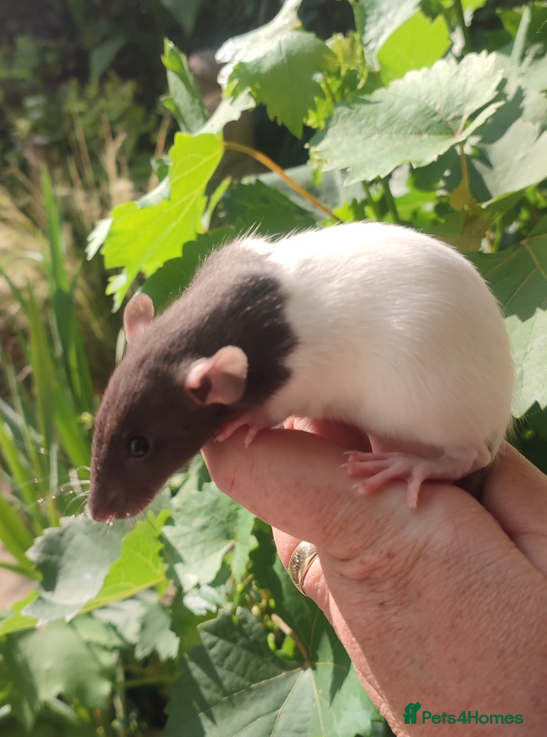 Rat rodents for sale: Agouti , cinnamon, blue and hooded Dumbo rats  - Image 14