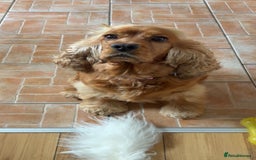 Cockapoo dogs for sale: Cockapoo puppies  - Image 4