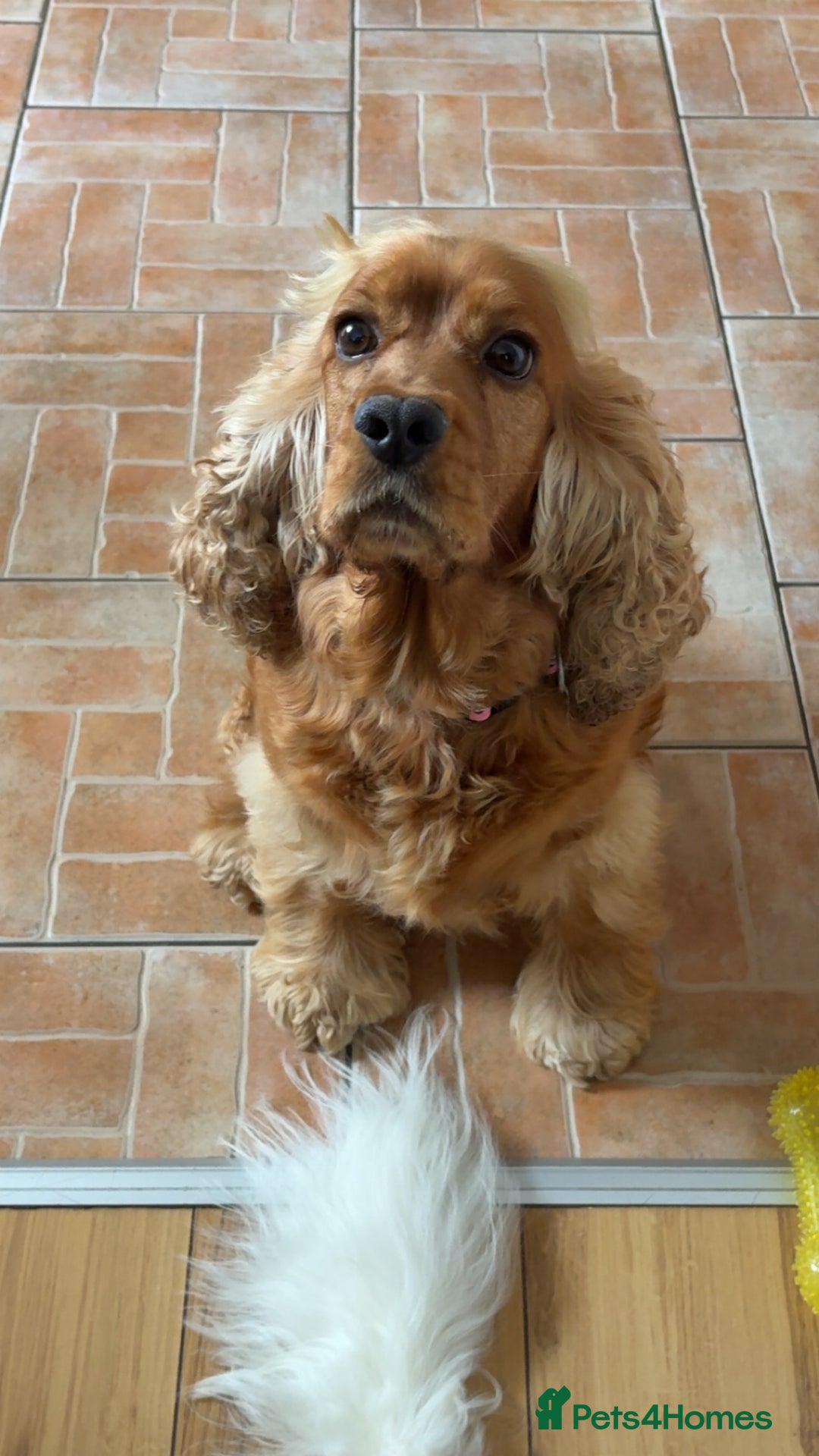 Cockapoo dogs for sale: Cockapoo puppies  - Image 4