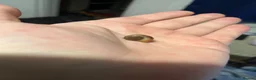 Snails fish for sale: Healthy Mystery Snails - Advert 7
