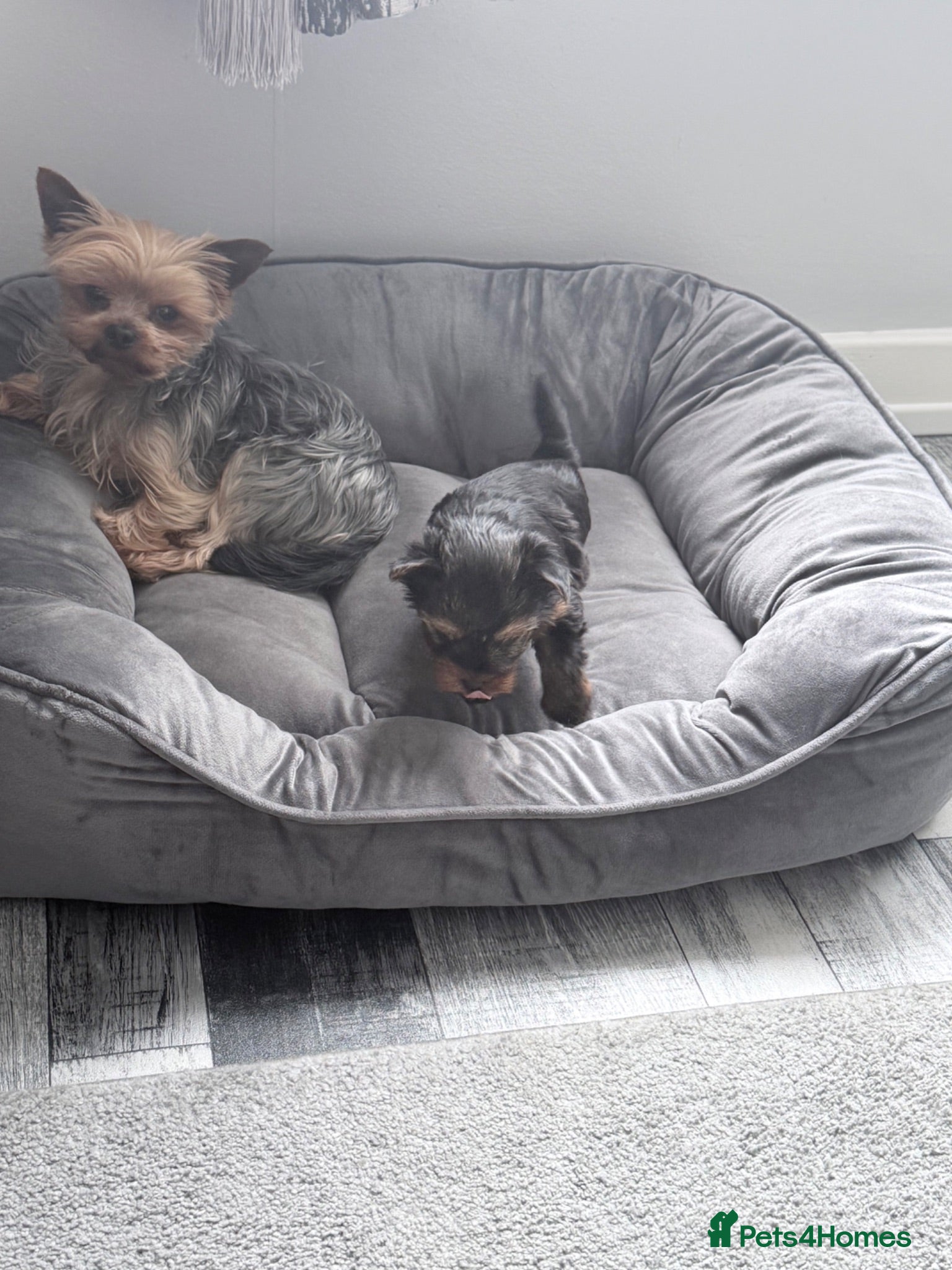 Yorkshire Terrier dogs Yorkshire terrier boy - Advert 2
