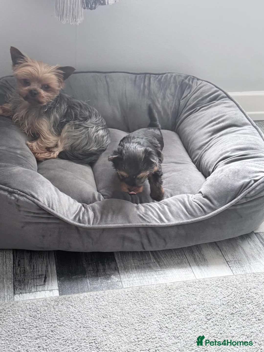 Yorkshire Terrier dogs for sale: Yorkshire terrier boy - Advert 2