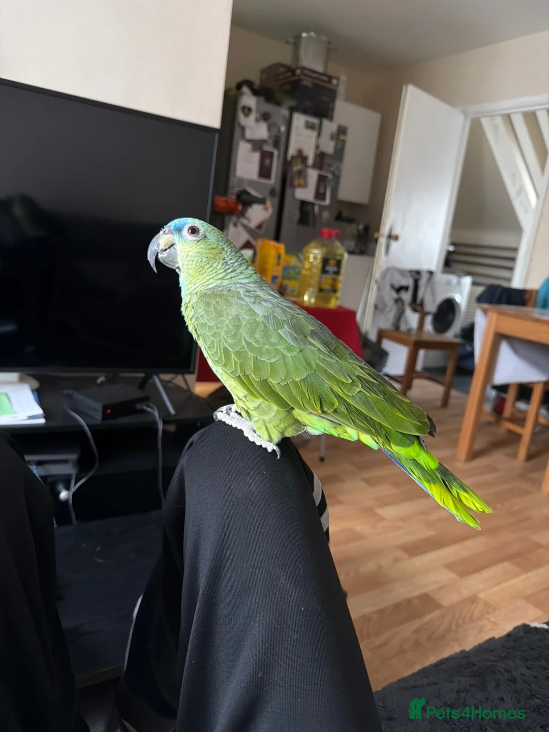 Parrots birds for sale: meet rio in Hayes - Advert 2
