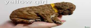 Miniature Poodle Puppy 3