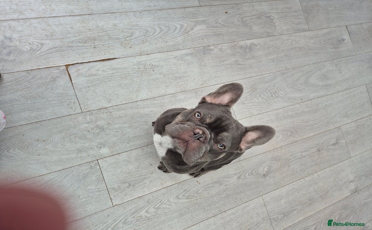 French Bulldog dogs - Advert 4