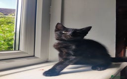 British Shorthair cats for sale: Lucky Black Cats 3 Male Kittens British Short Hair in Coalville - Image 1