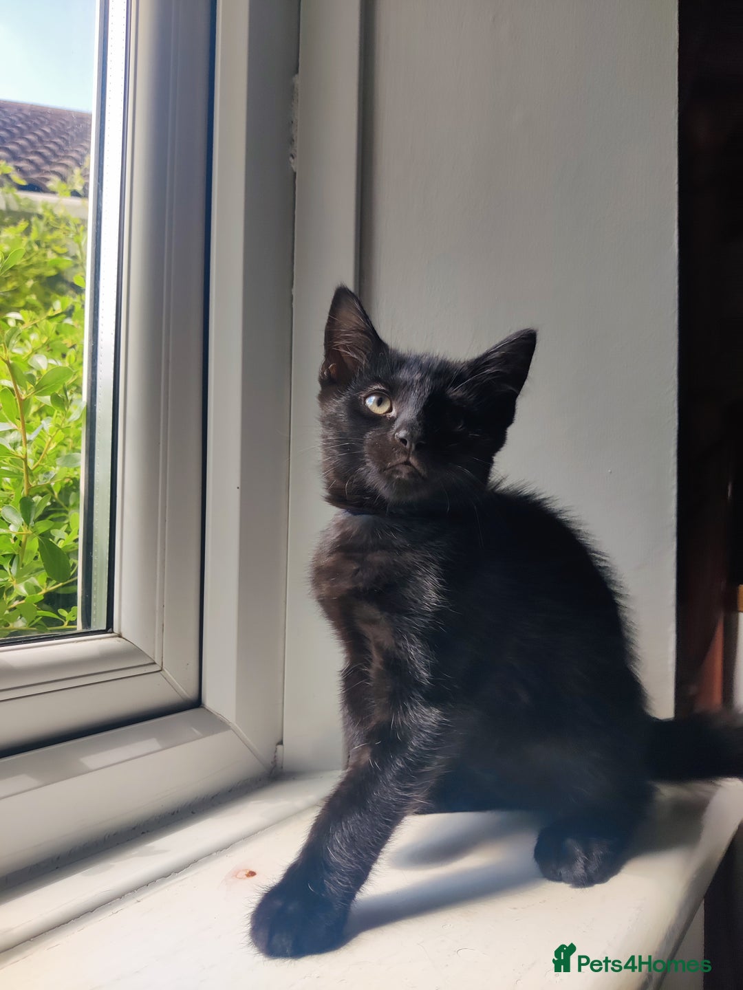 British Shorthair cats for sale: Lucky Black Cats 3 Male Kittens British Short Hair in Coalville - Image 1