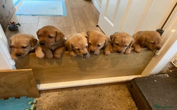 Labrador Retriever dogs for sale: Lovely Fox Red Labrador puppies - Image 8