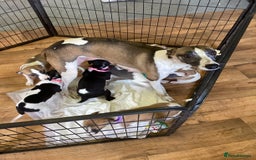 Whippet dogs for sale: Whippet puppies  - Image 24