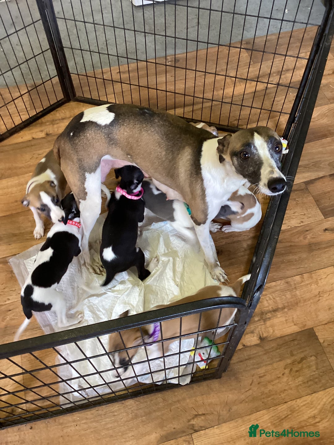 Whippet dogs for sale: Whippet puppies  - Image 24